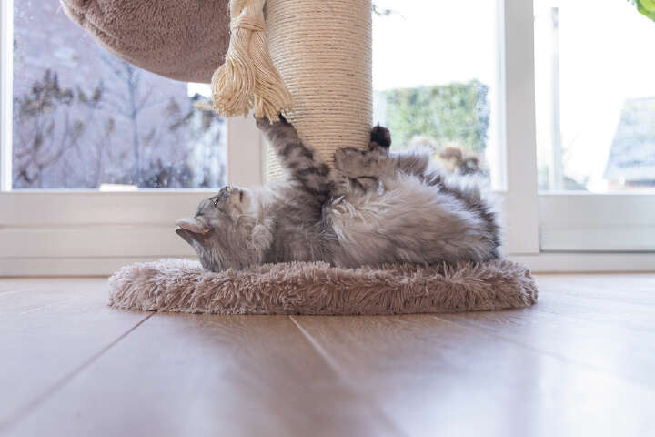 beeztees Kratzbaum Ramiro